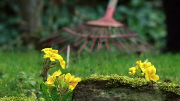 バックグラウンド中ズームショット選択フォーカスで庭師と黄色いプリムローズ花 — ストック動画