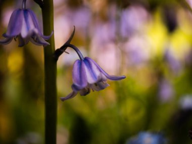 İngiliz ilkbahar makrosundaki BlueBell çiçek yaprakları makro seçici odak noktasını kapatın