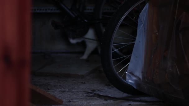 Zagubiony Kot Starym Garażu Średni Zoom Shot Selektywna Ostrość — Wideo stockowe