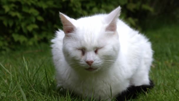 Bílá Kočka Relaxuje Zahradě Trávník Zblízka Portrét Zoom Pomalý Pohyb — Stock video