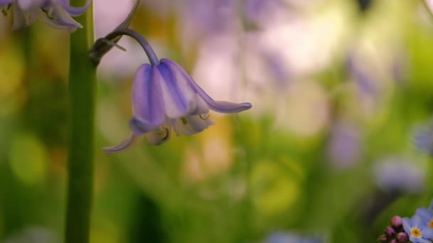 Цветочные Лепестки Блубелла Английском Весеннем Макросе Закрывают Селективный Фокус Макрозамедленной — стоковое видео