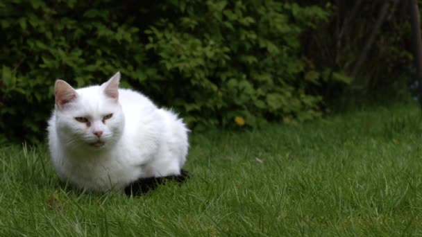 Bílá Kočka Relaxuje Zahradním Trávníku Střední Zpomalení Pohybu Selektivní Zaměření — Stock video
