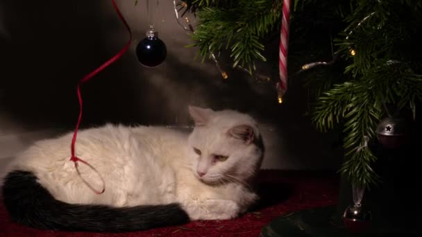 圣诞树与白色宠物猫一起玩弦乐中变焦镜头慢动作选择性聚焦 — 图库视频影像