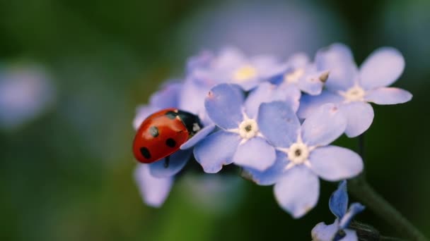 Ladybird Bug Στηρίζεται Ξεχάστε Μου Δεν Λουλούδι Φύλλο Μακροεντολή Αργή — Αρχείο Βίντεο