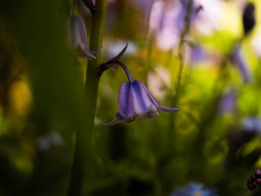 İngiliz ilkbahar makrosundaki BlueBell çiçek yaprakları makro seçici odak noktasını kapatın