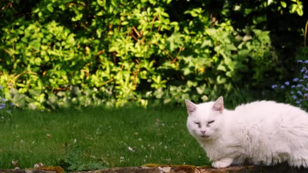 Pisica Albă Relaxează Gazonul Grădină Focalizare Selectivă — Videoclip de stoc