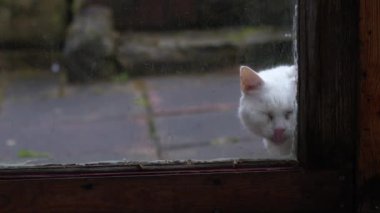 Kapıdaki beyaz kedi orta yavaş çekimde gelmek için miyavlıyor. 4k seçici odak