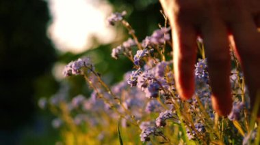 El ele tutuşurken beni unutun. Mavi çiçekleri sıcak güneş ışığında değil. Yavaş çekim seçici odaklanma.