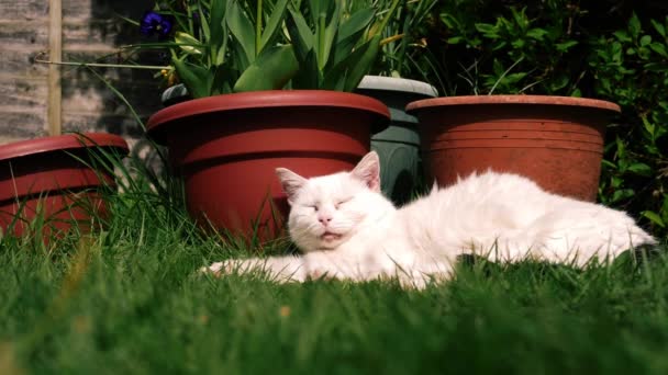 White Cat Relaxes Garden Next Plant Pots Slow Motion Selective — Stockvideo