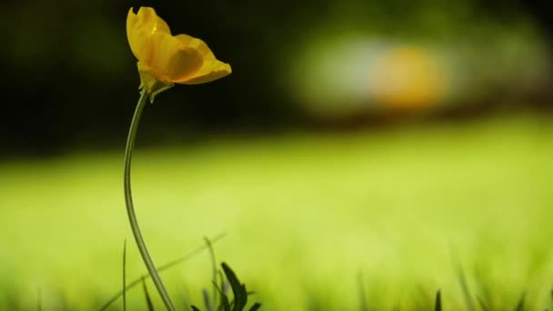 Single Yellow Buttercup Wild Flowers Green Grass Lawn Background Slow — Stockvideo