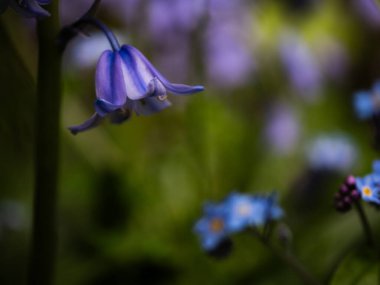 İngiliz ilkbahar makrosundaki BlueBell çiçek yaprakları makro seçici odak noktasını kapatın