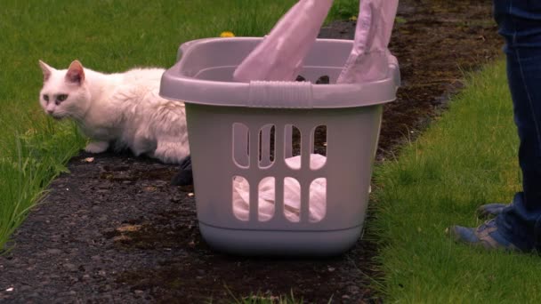 Mulher Colocando Roupa Banhado Com Gato Estimação Jardim Médio Tiro — Vídeo de Stock