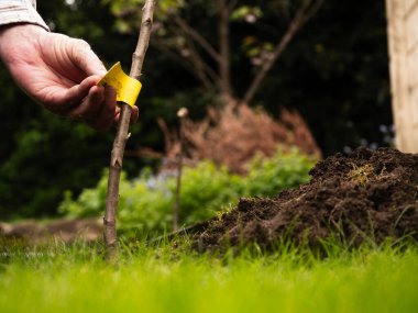 Bahçıvan çimen arka planında meyve ağaçları dikiyor. Orta boy seçici odak noktası