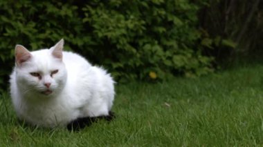 Beyaz kedi bahçedeki çimlerde rahatlar. Orta boy, yavaş çekim seçici odak noktası.