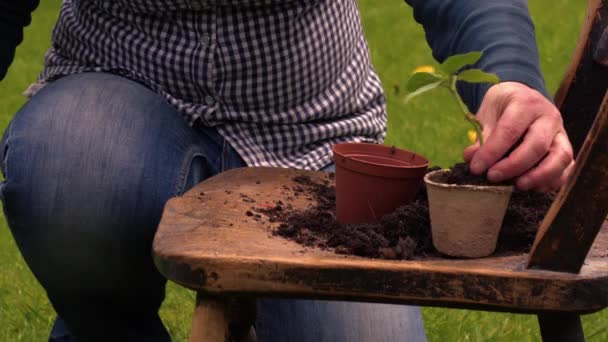 Jardineiro Transplante Mudas Girassol Vasos Plantas Cadeira Velha Riquenta Tiro — Vídeo de Stock
