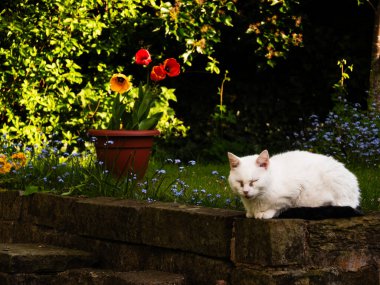 Beyaz kedi renkli laleler ve çiçeklerle İngiliz çiçek bahçesinde uyuyor.