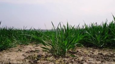 Yaz mevsiminde Yorkshire 'daki tarım arazisi geniş hava aracı 4k seçici odak noktası