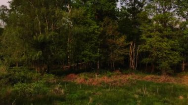 İngiltere 'deki Woodland Doğa rezervi geniş hava yakınlaştırma insansız hava aracı seçici odak noktası