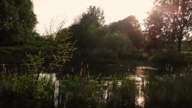 Yorkshire 'daki gölet doğa rezervi. Gün batımında. 4k hava aracı seçici odak noktası.