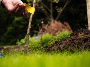 Gardener planting fruit trees in grass background medium shot selective focus clipart