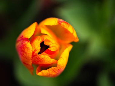 Renkli kırmızı lale çiçeği tomurcuklanan taç yaprakları seçici odak noktasını kapatır