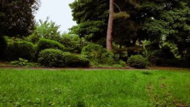 İngiltere 'de park alanındaki çimenlikte çam ağacı geniş havadan geniş zoom geniş hava insansız hava aracı seçici odak noktası