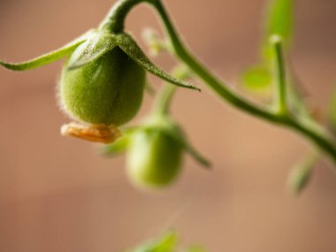 Çiçek makrosundan büyüyen genç domates seçici odak noktasını kapat