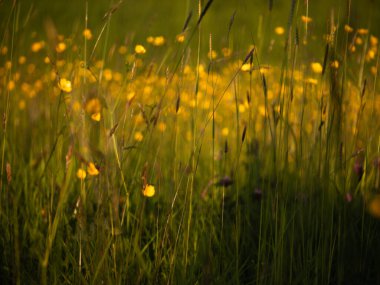 Sarı çiçekli, uzun otlaktaki yabani çiçekler. Orta boy seçici odak noktası.