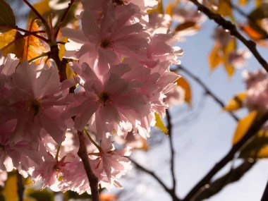 Parlak gün ışığında ağaçta pembe kiraz çiçeği seçici odak noktası.