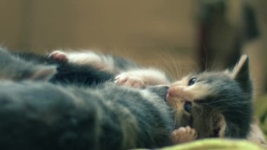 Şirin, tüylü, gri ve beyaz kedi yavrusu yavaş hareketli, seçici odaklanma oyunu oynuyor. 