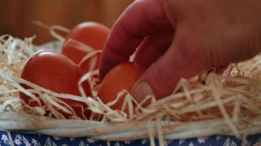 Yeni bırakılmış yumurtaları topluyorum. 4k yavaş çekim seçici odaklanma.