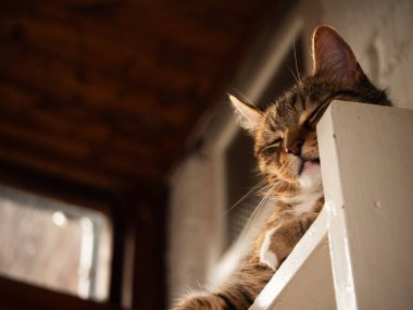 Tekir kedi rafta oturur ve düşük açılı seçici odak noktasına bakar.