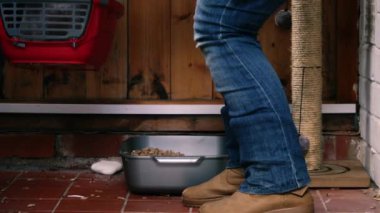 Kedi taşıyıcıdaki beyaz kedi. Orta boy. Yavaş çekim seçici odak noktası.