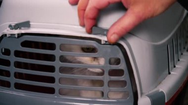 Kedi taşıyıcısından evcil bir kediyi çıkarmak 4k yavaş çekim seçici odaklanma sağlar.