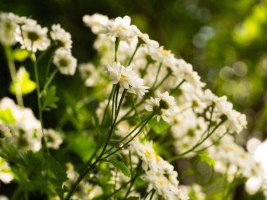 Güneş ışığında büyüyen birkaç papatya bitkisi seçici bir odak noktası oluşturuyor.