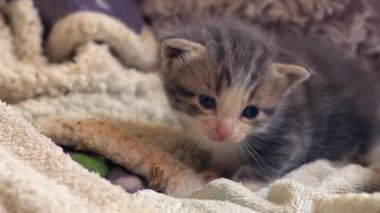 Sevimli gri tekir haftalar eski kedi portresi 4k yavaş çekim portresi seçici odaklanma 