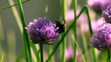 Yaban arısı Alman sarımsaklı mor çiçeğini tozlaştırıyor. Yakın çekim seçici odak noktası