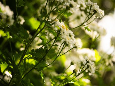 Güneş ışığında büyüyen birkaç papatya bitkisi seçici bir odak noktası oluşturuyor.