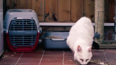 Beyaz kedi kaseden yemek yiyor. Zoom çekim odağı seçici. 