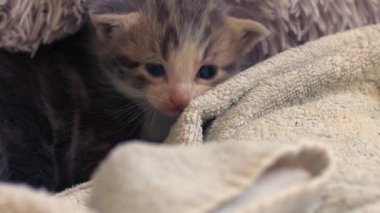 Sevimli gri tekir haftalar eski kedi yavrusu portresi yakınlaş yavaş çekim portresi seçici odak noktası 