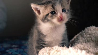 Sevimli gri tekir haftalar öncesinin kedi portresi yavaş çekim portresi seçici odak noktasını kapat 