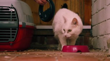 Hayvan kurtarma gönüllüleri kedi mikroçipi taramalarını kaybettiler. 4K seçici odak noktası.