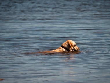 Göl suyunda yüzen köpek. Seçici odak noktası.