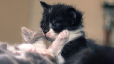 Şirin pofuduk kedi yavruları orta boy çekimde yavaş çekim seçici odak noktası oynuyorlar. 