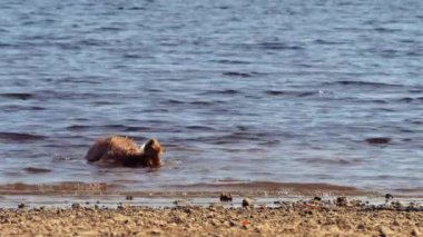 Köpek köpek oyunu ve su sıçratma 4K orta çekim yavaş çekim seçici odak