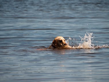 Göl suyunda yüzen köpek. Seçici odak noktası.