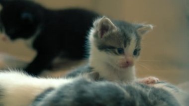 Şirin pofuduk gri ve beyaz kedi yavrusu orta 4 km yavaş çekim seçici odak noktası oynuyor. 