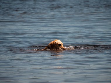 Göl suyunda yüzen köpek. Seçici odak noktası.