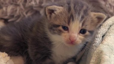 Sevimli gri tekir haftalar öncesinin kedi portresi yavaş çekim portresi seçici odak noktasını kapat 