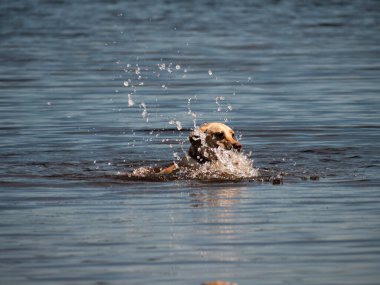 Göl suyunda yüzen köpek. Seçici odak noktası.